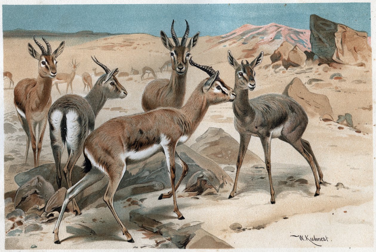 Gazelle - gravura de "Brehm