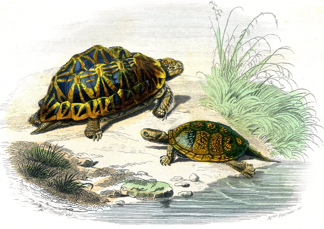Tartaruga geométrica (Testudo geometrica) e tartaruga amarela de Unknown artist
