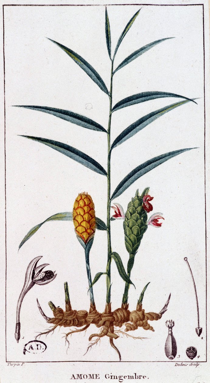 Gengibre (Amome) - tabuleiro botânico de Unknown artist