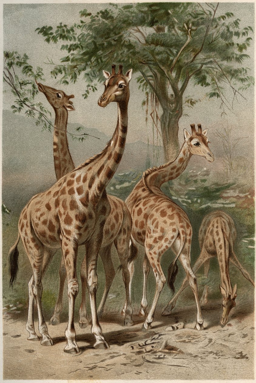 Girafa - A girafa (Giraffa camelopardalis) - gravura de "Brehm