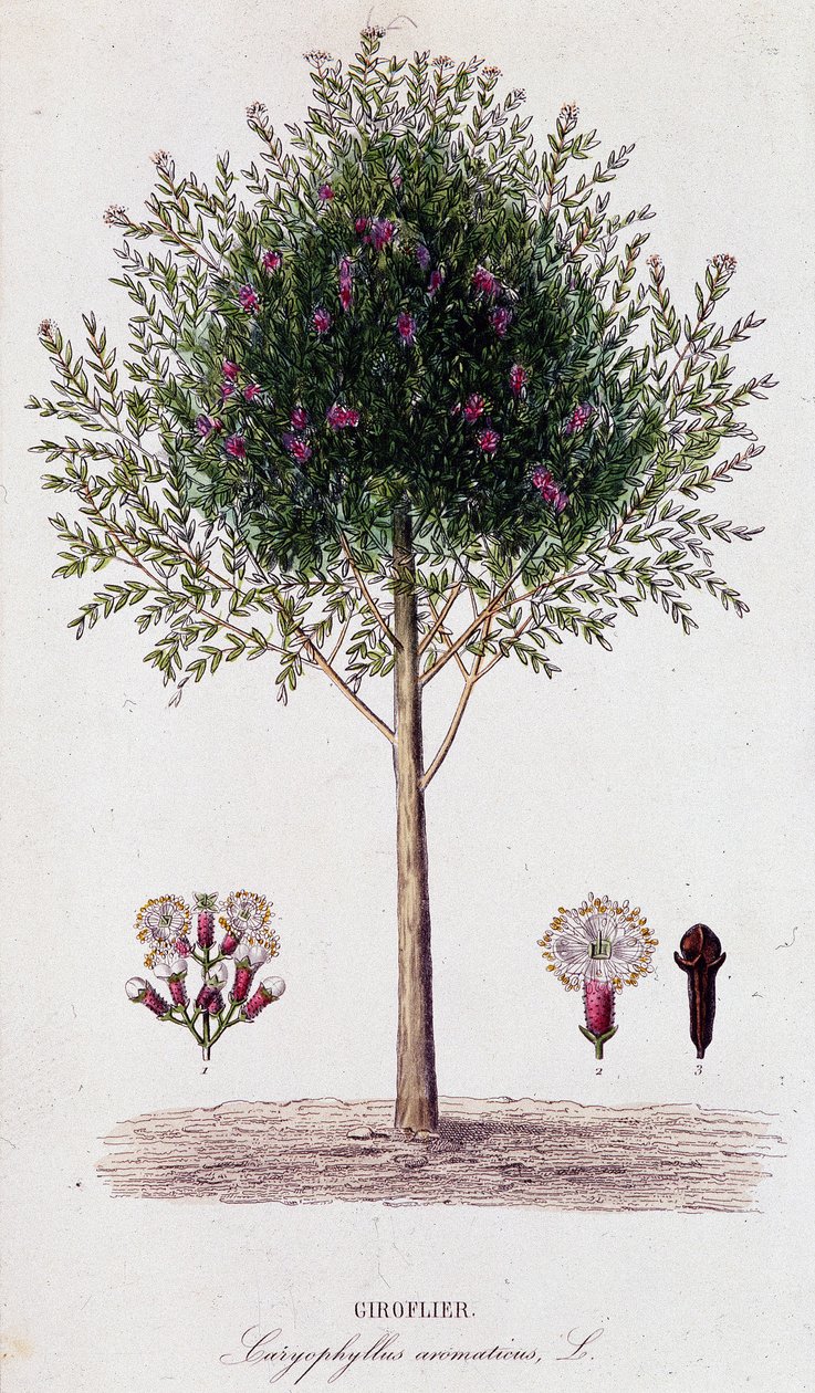 Girofus (Caryophyllus aromaticus) de Unknown artist