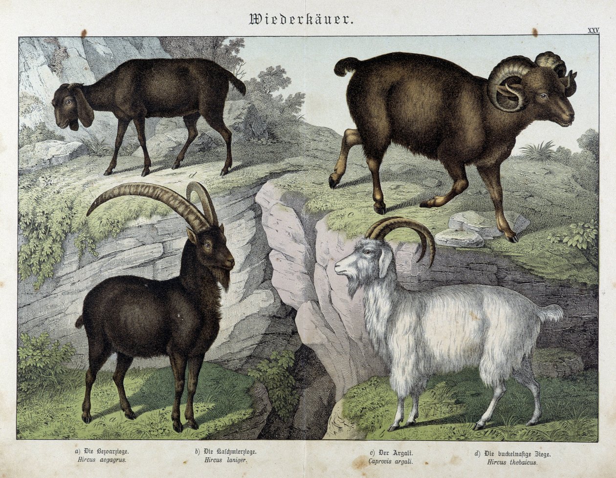 Bode - em "História Natural dos Mamíferos", ed. Schreiber de Unknown artist