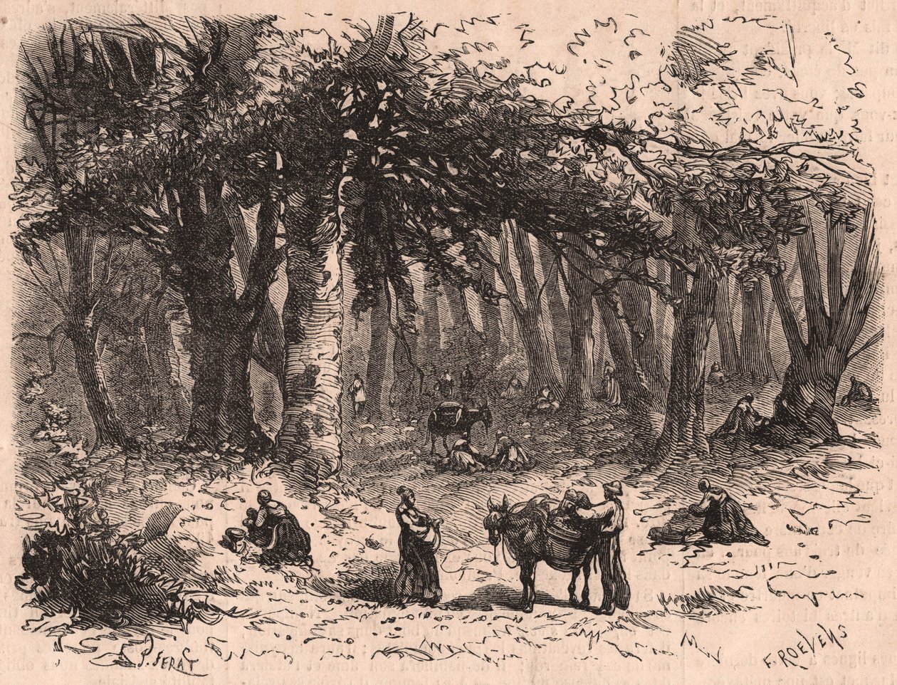 Grupo de pessoas colhendo cogumelos na floresta de Fontainebleau de Unknown