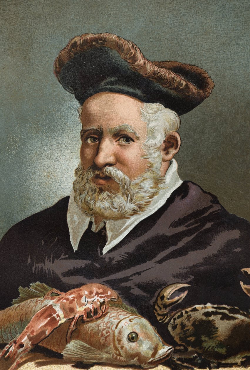 Guillaume Rondelet naturalista e medicina francesa. 1507-1566.depois de La Ciencia y sus Hombres de Louis Figuier. Barcelona 1881 de Unknown artist