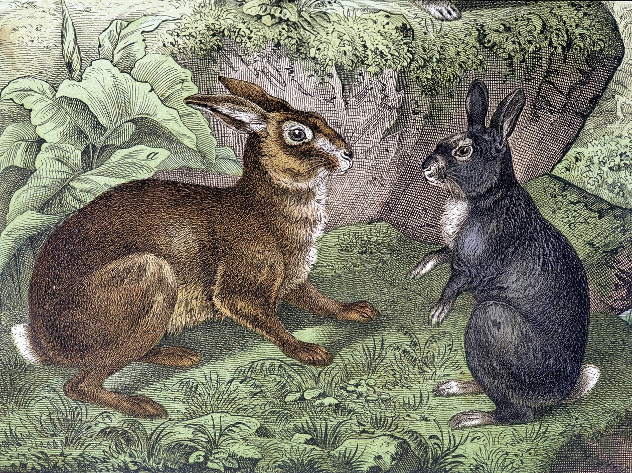 Lebre e Coelho - em "História Natural dos Mamíferos", ed. Schreiber de Unknown artist