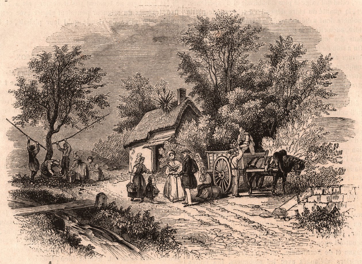 Colheita, de, maçãs, em, normandy, frança de Unknown