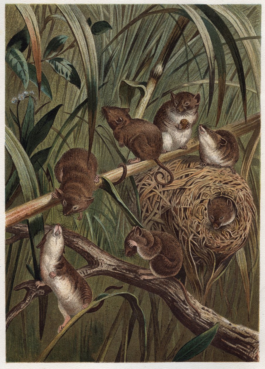 rato de colheita (ou rato anão) - rato de colheita eurasiano (Micromys minutus) - gravura de "Brehm