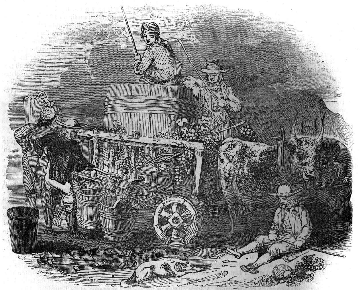 Colhedora em Pola (Pula) (Istria) na Croácia no século XIX. de Unknown artist