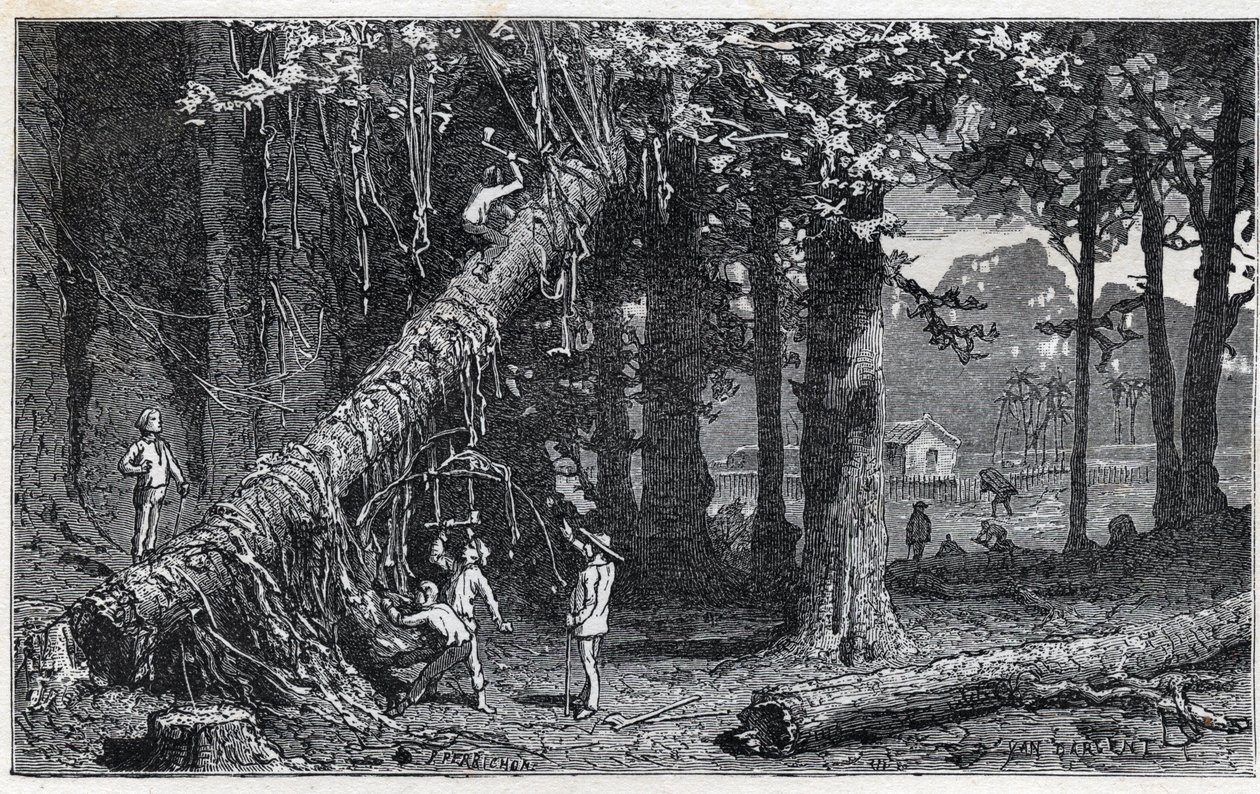 Colheita da casca de cinchona - Quinquina (Cinchona officinalis) de Unknown artist