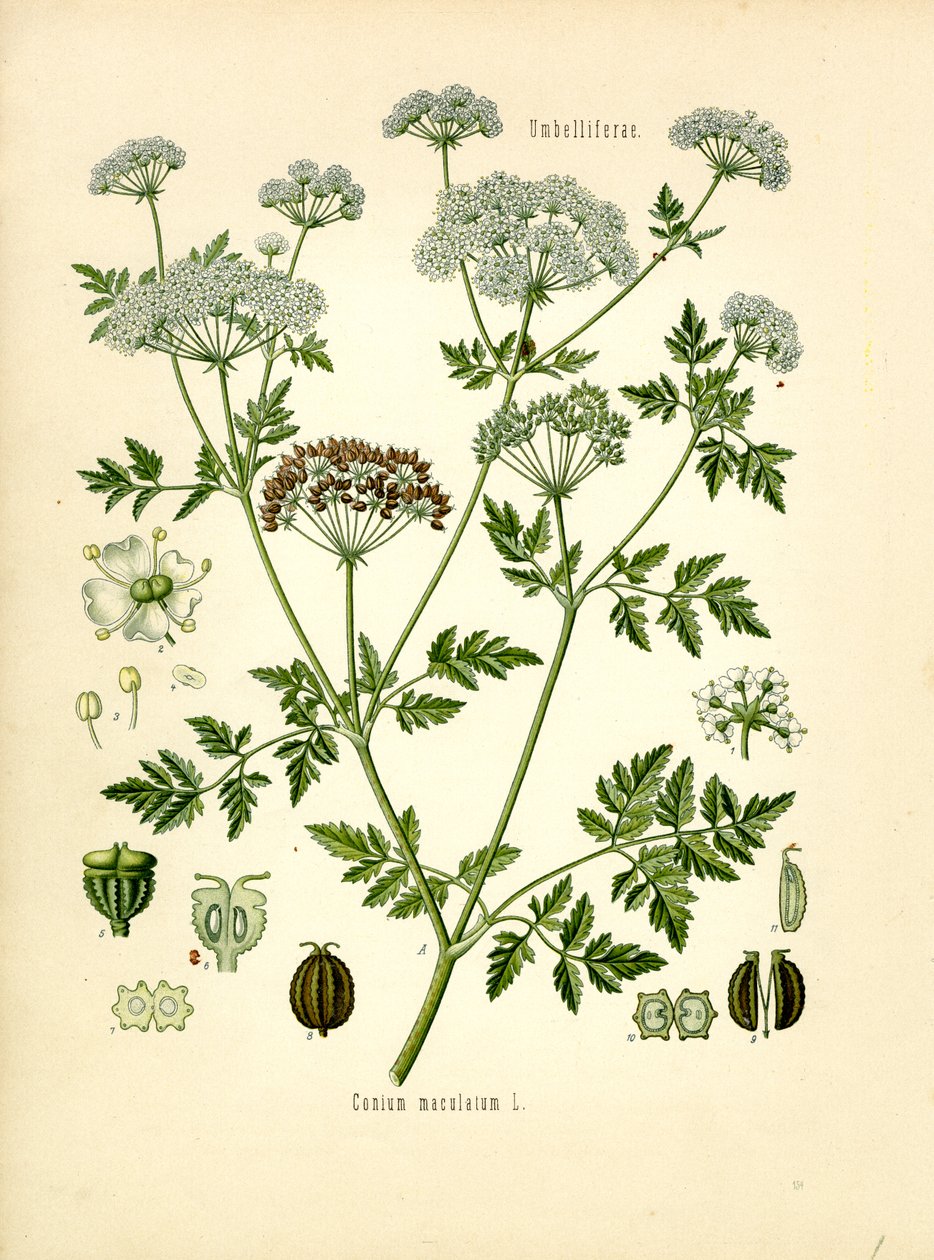 Cânhamo (cor litho) de Unknown artist
