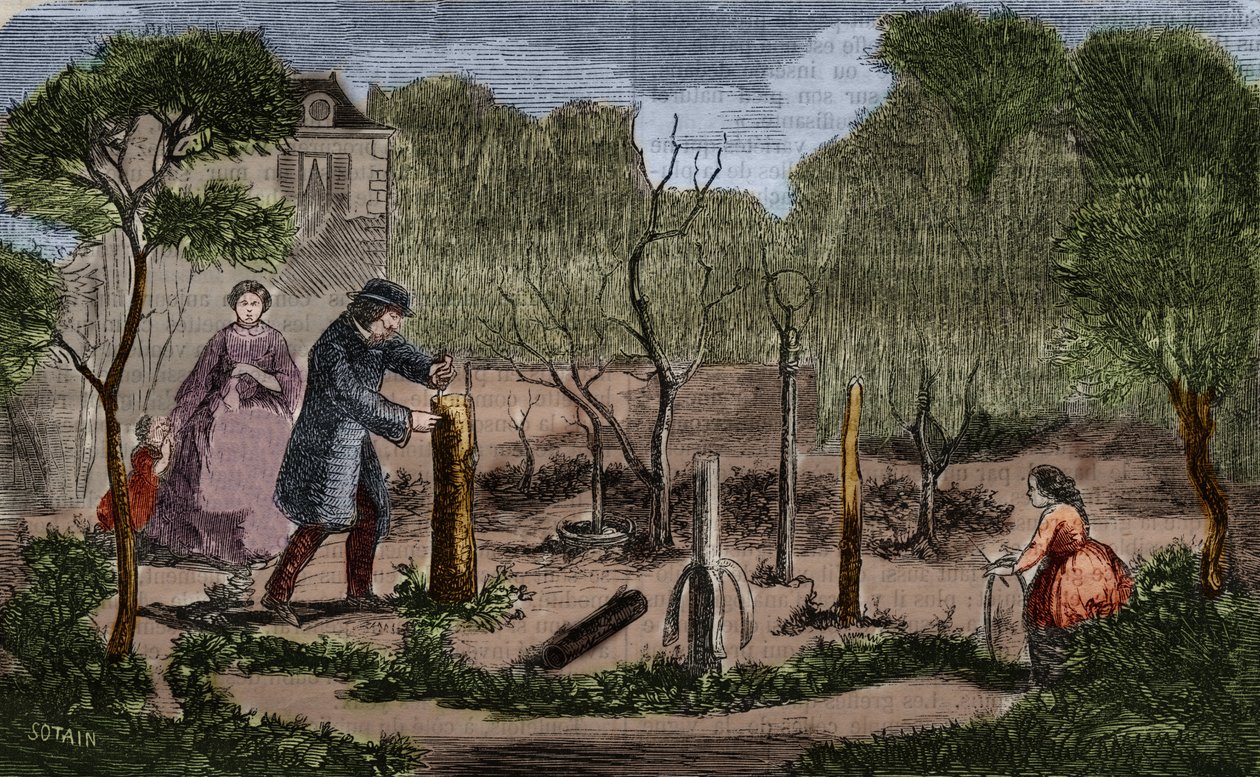 Horticultura: principais métodos de transplante de plantas. Gravura de 1860. de Unknown artist