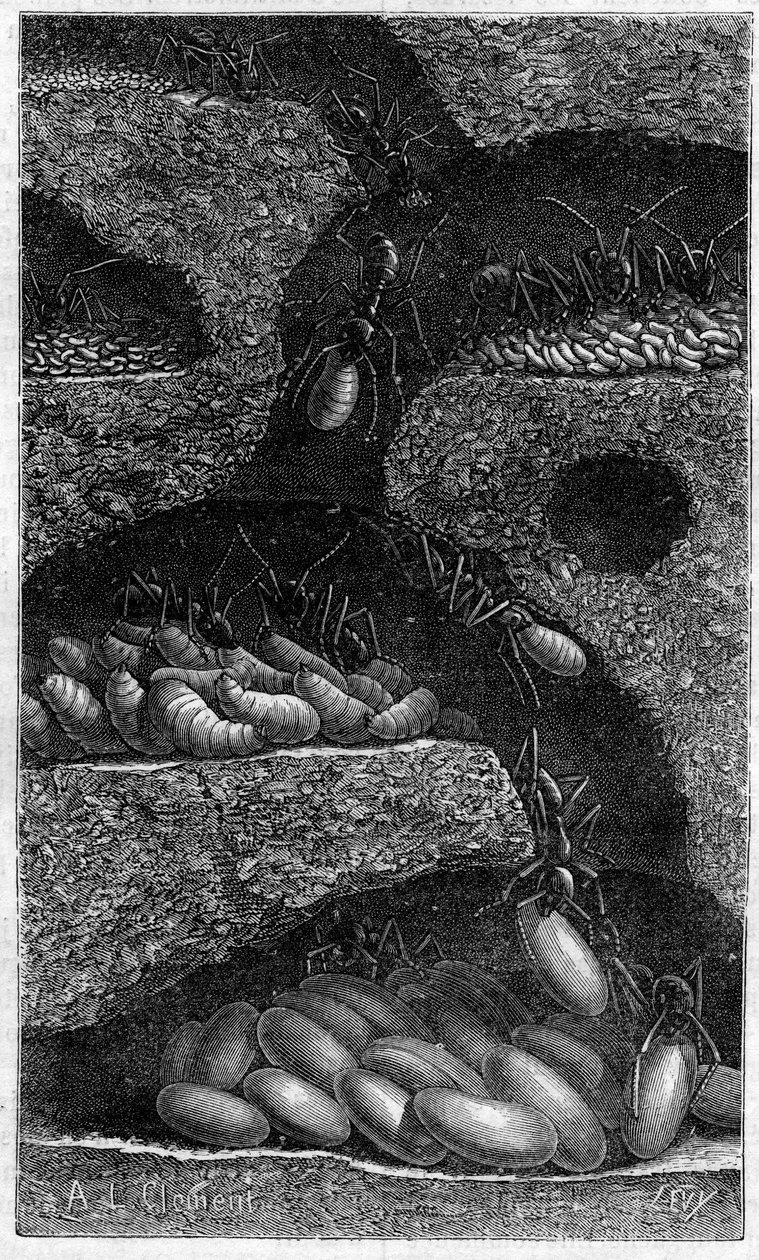 Alojamento de ovos e larvas numa formiga. Gravação em "le journal de la Jeunesse" de 1888. de Unknown artist