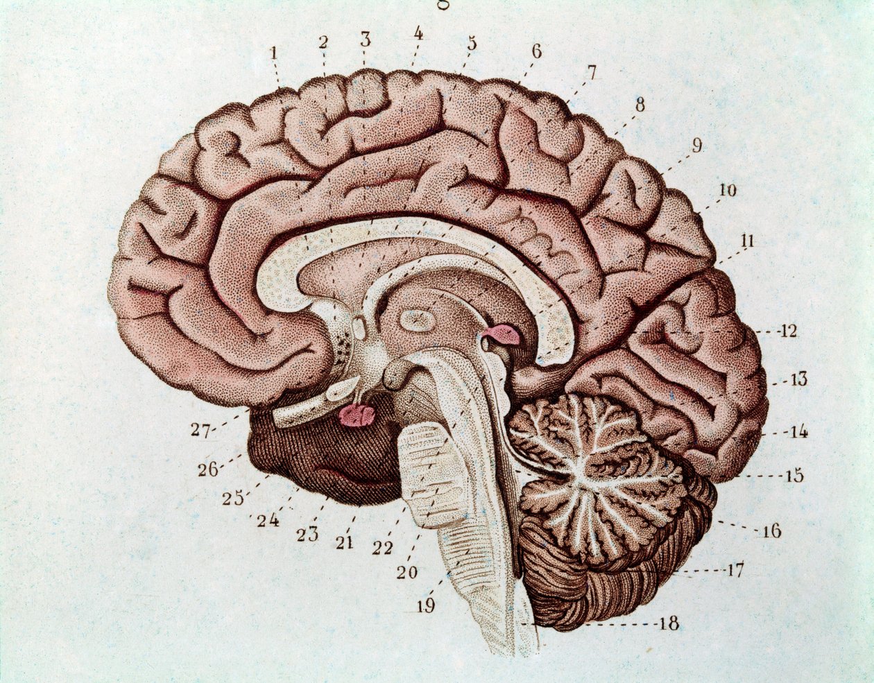 Secção cerebral de Humain com hemisférios cerebrais e cerebelo (gravura de Unknown artist