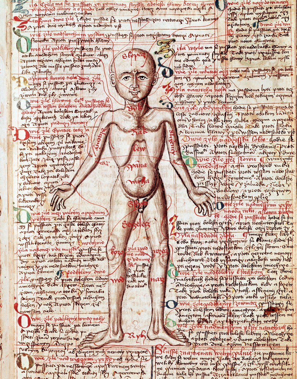 Gravura do corpo humano do "Tractatus de pestilentia" do século XV - Praga, Biblioteca Nacional de Unknown artist