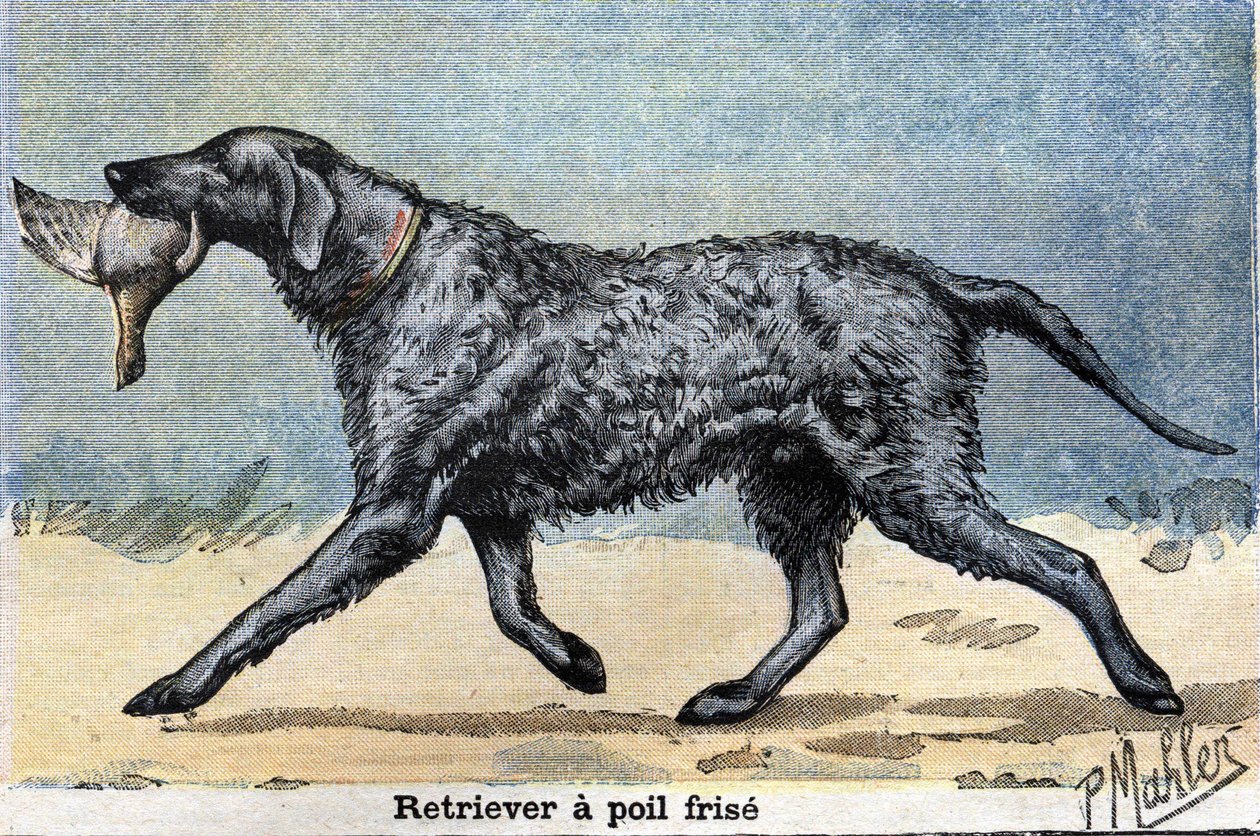 Cão de caça: Cão de Pêlo Encurvado Retriever de Unknown artist