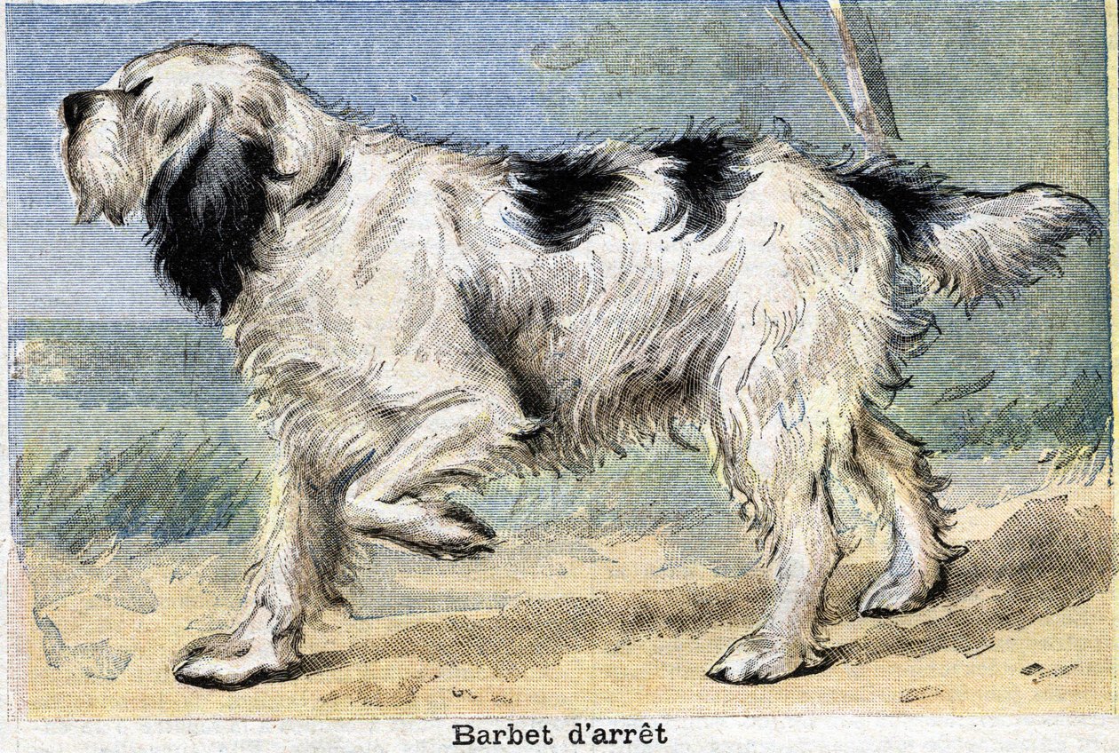 Cão de caça: Parar o Barbet de Unknown artist