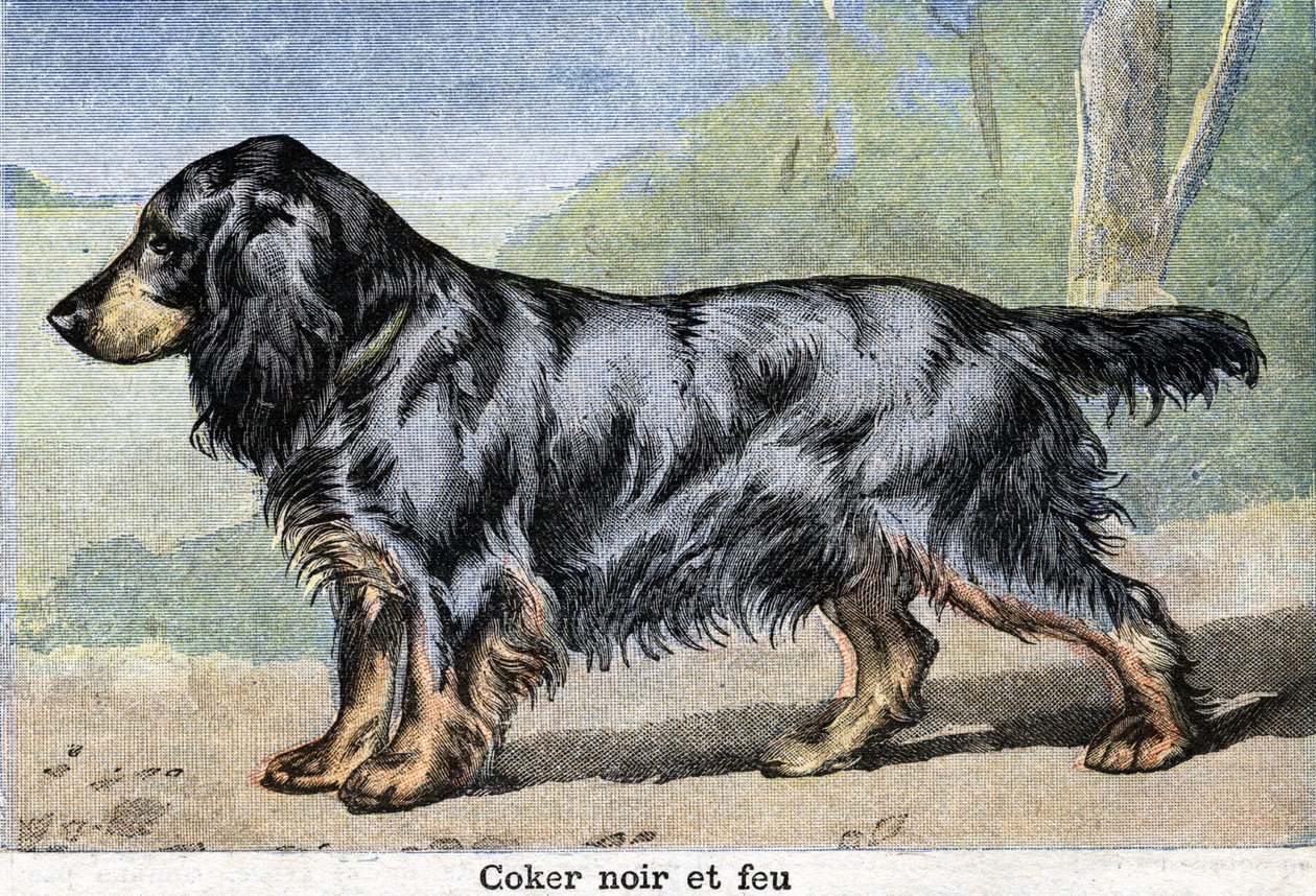 Cão de caça: Coker preto e fogo de Unknown artist