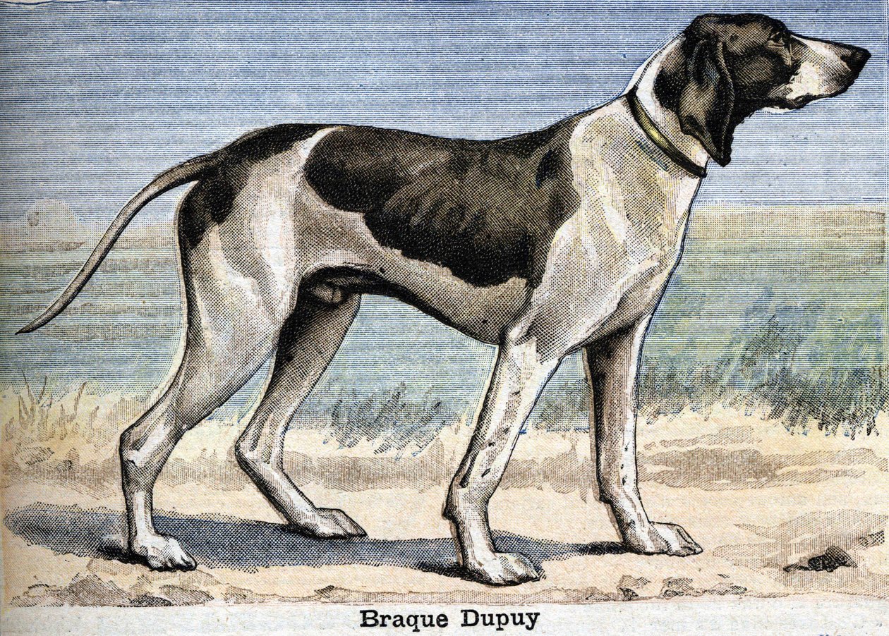 Cão de caça: Braque Dupuy de Unknown artist