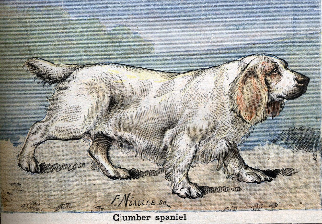 Cão de caça: Clumber spaniel de Unknown artist