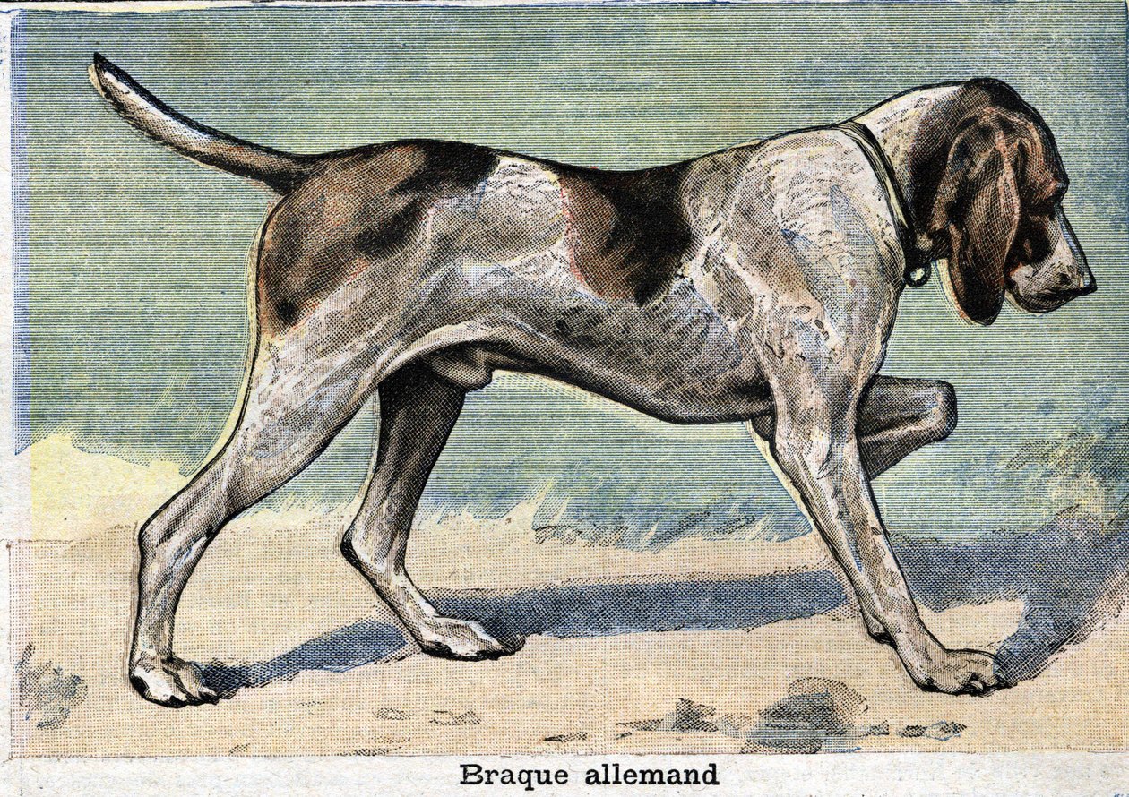 Cão de caça: Braque alemão de Unknown artist