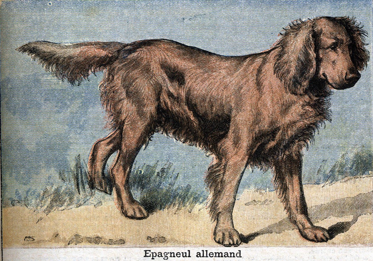 Cão de caça: Cão de caça alemão spaniel de Unknown artist