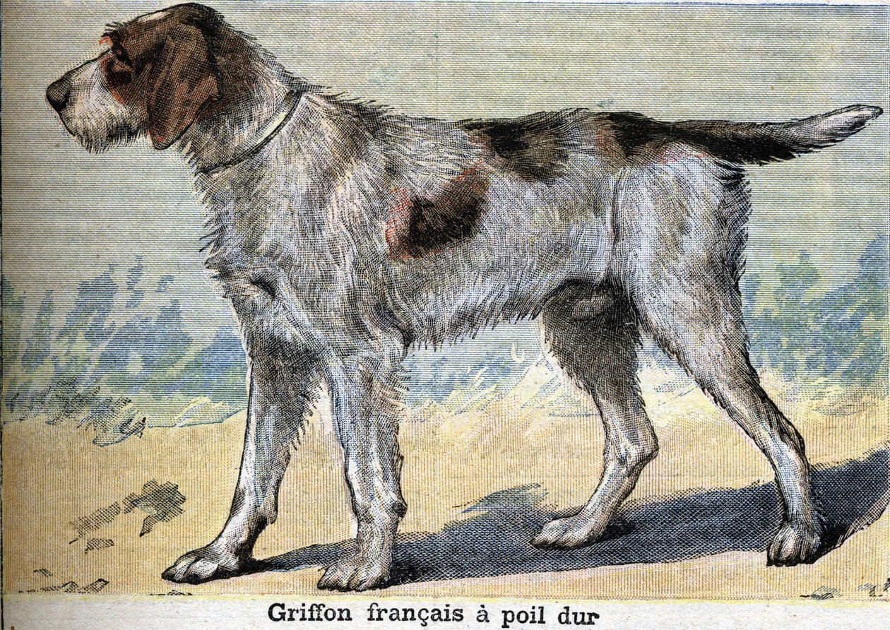 Cão de caça: Griffon francais de pêlo duro de Unknown artist