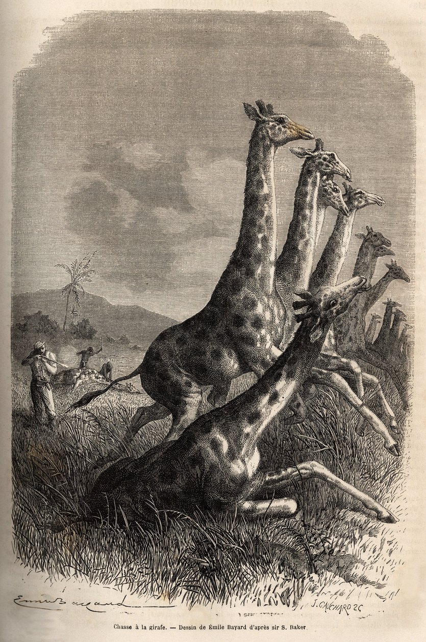 Caçando para a girafa, o narrador atira seu jogo e seus guias completam um primeiro tiro de girafa. Gravura para ilustrar a exploração dos afluentes abissínios do Nilo, de Sir Samuel W. Baker, em 1861-62, publicada em "Le tour du monde" 187 de Unknown artist