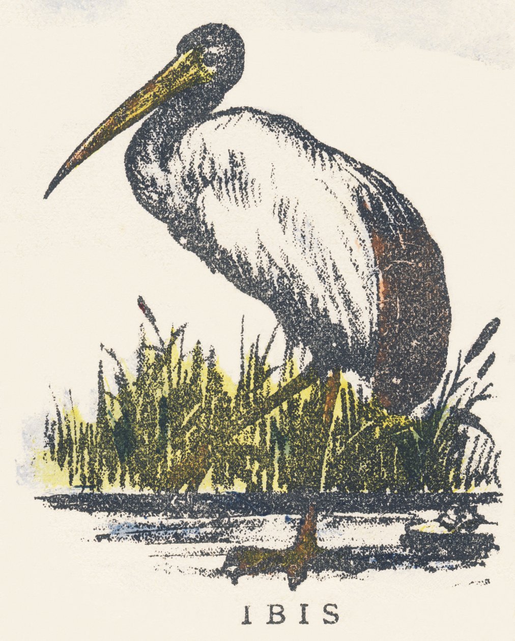 I: ibis de Unknown artist