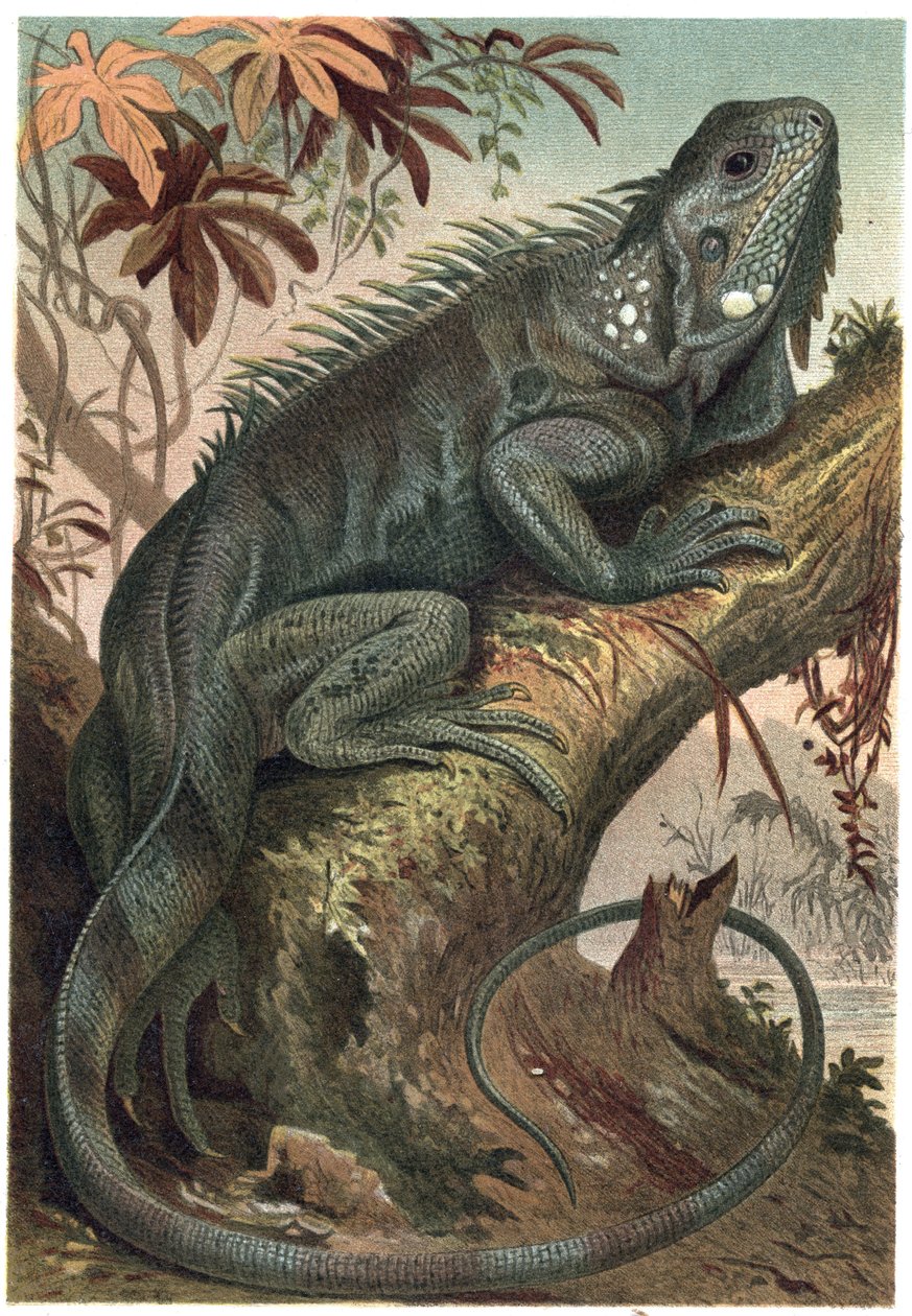 Iguana - Iguana (lagartos herbívoros) - gravura de "Brehm