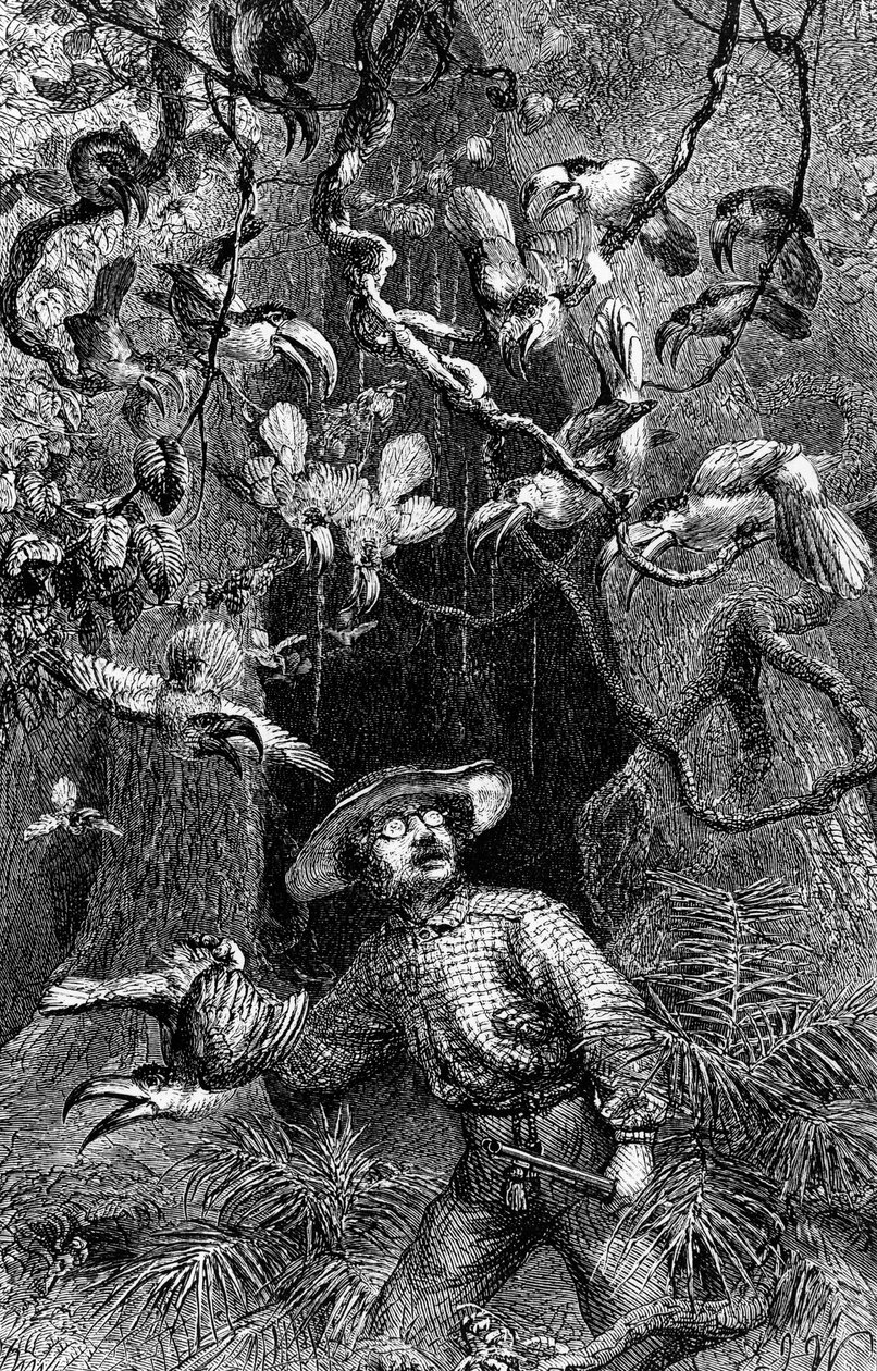 Ilustração "O Naturalista no Rio Amazonas" de Henry Walter Bates (gravura) de Unknown artist