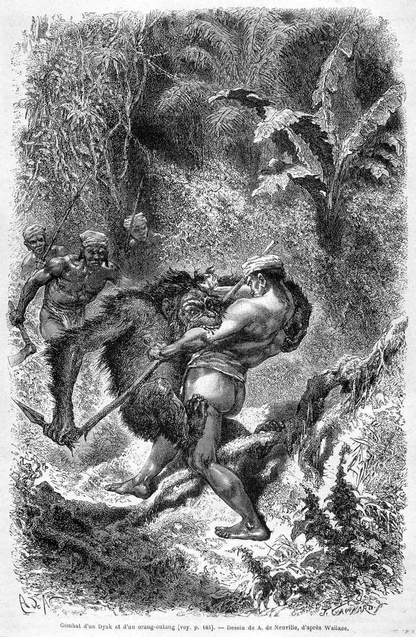 Ilustração publicada na edição de 1862 do "Le Tour du monde" que retrata uma batalha entre um dayak e um orangotango (orangotango, orangotango, orangotango) na ilha de Bornéu. Gravura. de Unknown artist