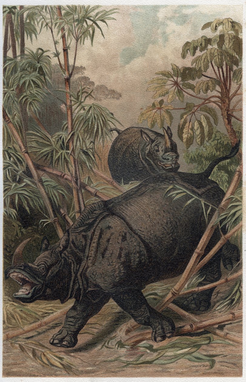 Rinoceronte indiano - O rinoceronte indiano (Rhinoceros unicornis) - gravura de "Brehm