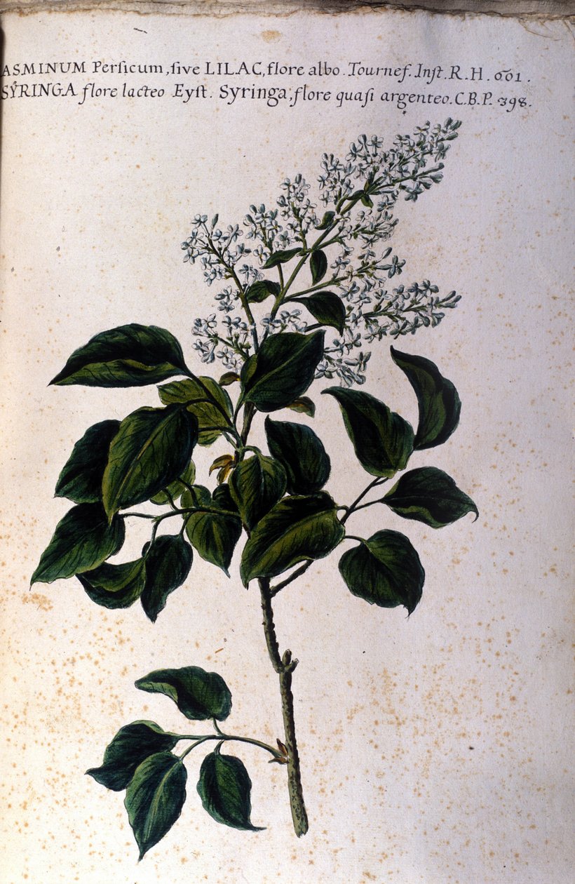 Ramo de Jasmim. Placa de um herbário do século XVII. de Unknown artist