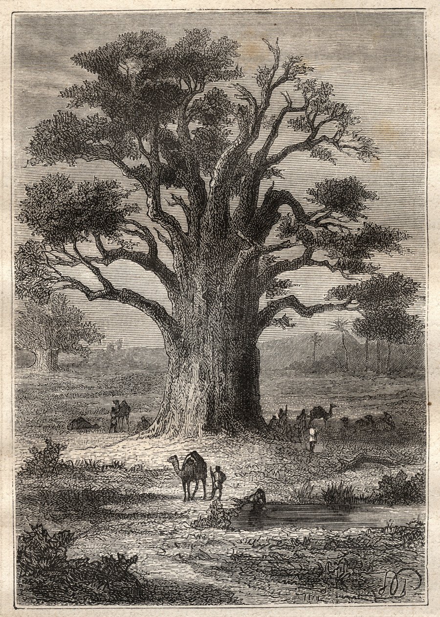 Viagem (1798) de Frederic Conrad (Konrad) Hornemann (1772-1801) a Fezzan (Líbia): um baobá - ilustração tirada de "Os Grandes Marinheiros do século XVIII". de Unknown artist