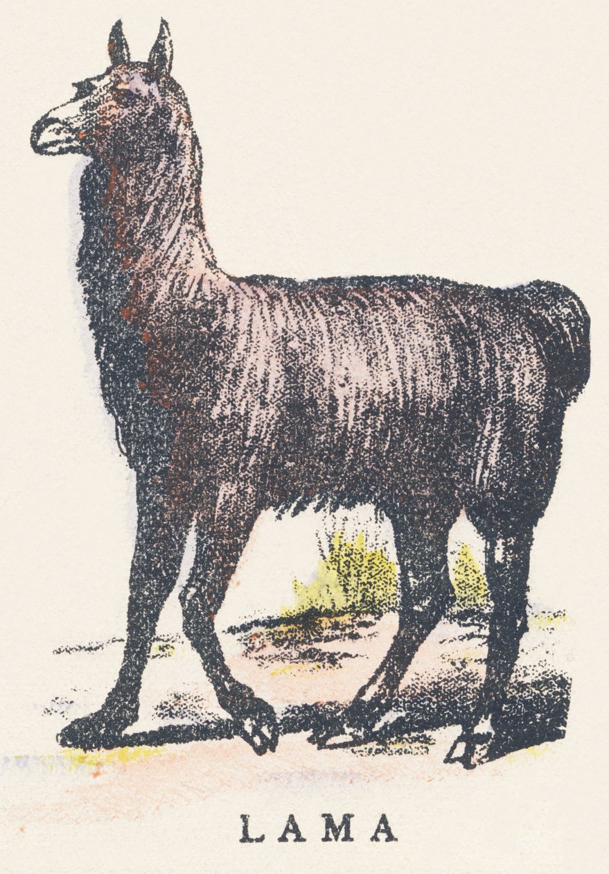 L: lama de Unknown artist