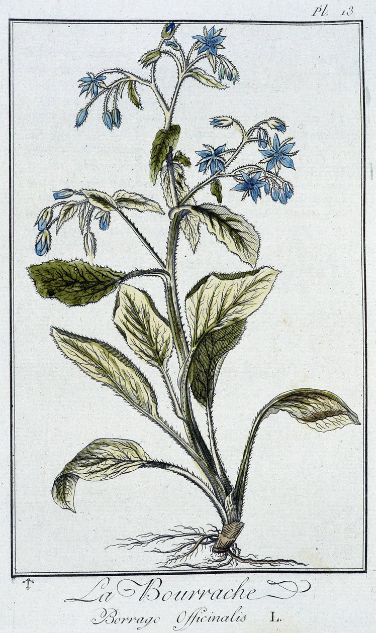 La Bourrache (Borrage Officinalis) - em "Exercises de botany à l