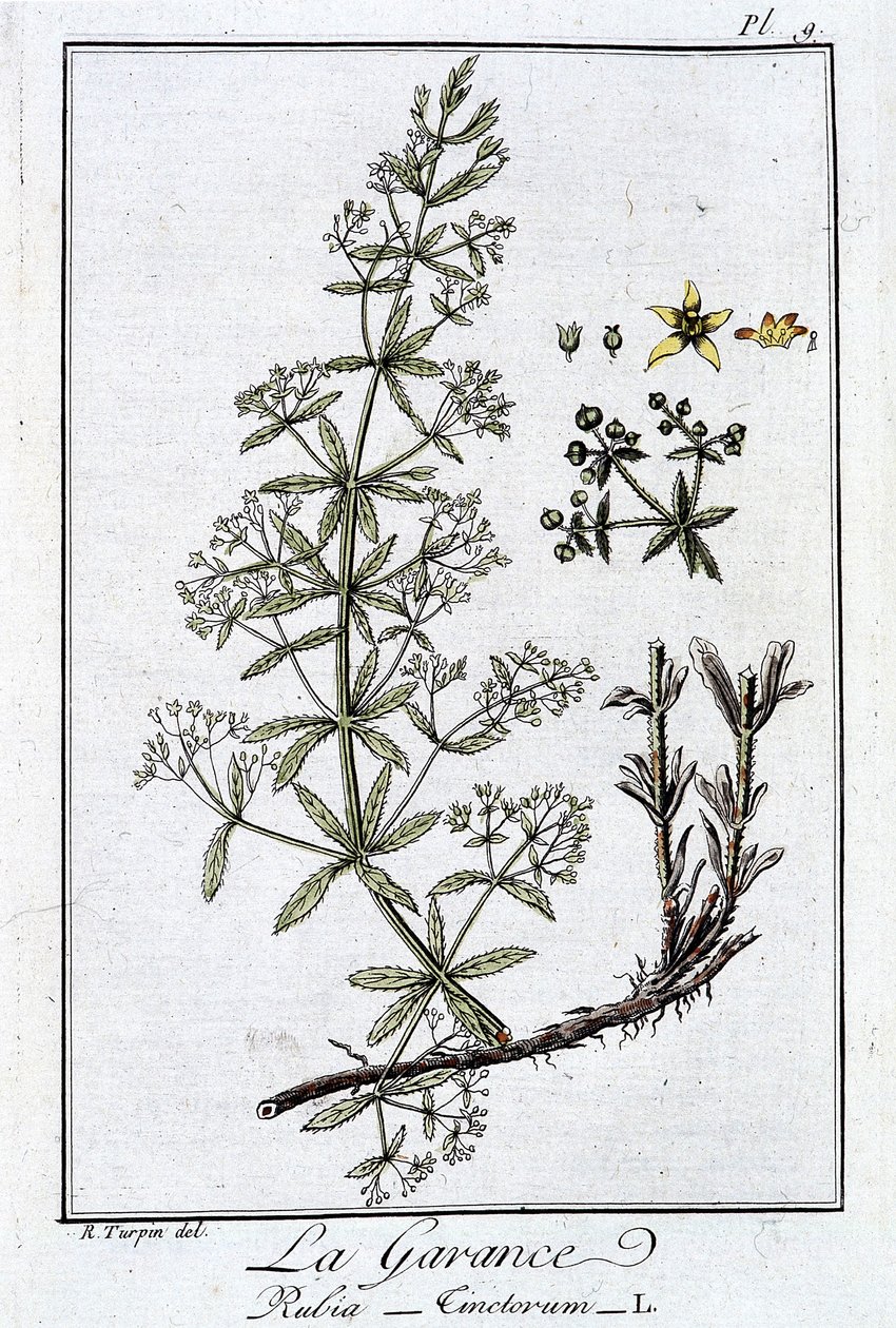 La Garance (Rubia Tinclorum) - em "Exercises de botany à l