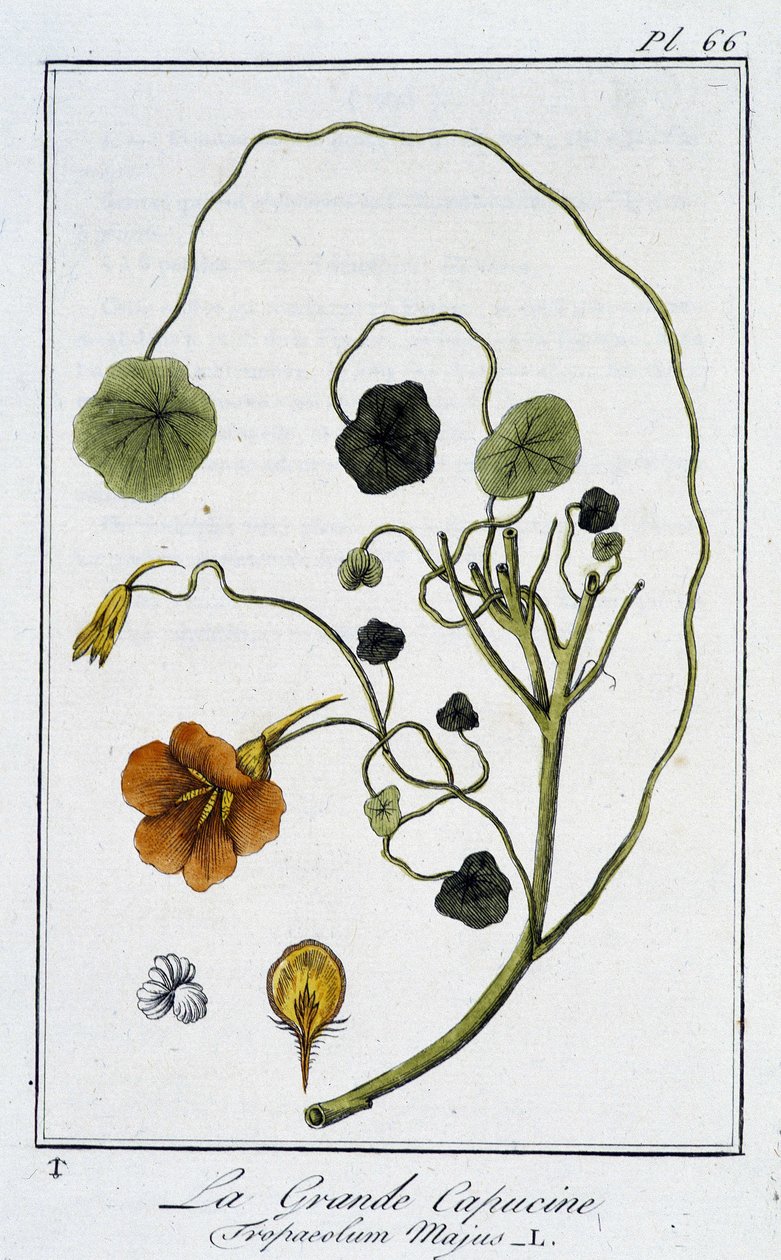 La Grande Capucine (Tropaeolum Majus) - em "Exercises de botany à l