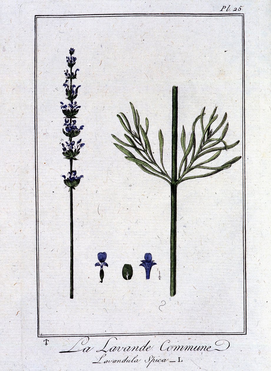 La Lavande Commune (Lavandala Spica) - em "Exercises de botany à l