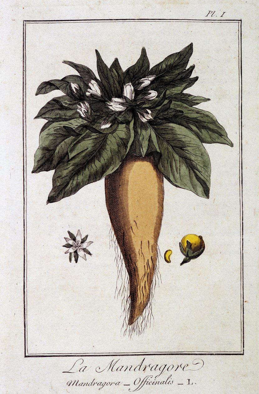 Mandragora (Mandragora Officinalis) - em "Exercises de botany à l