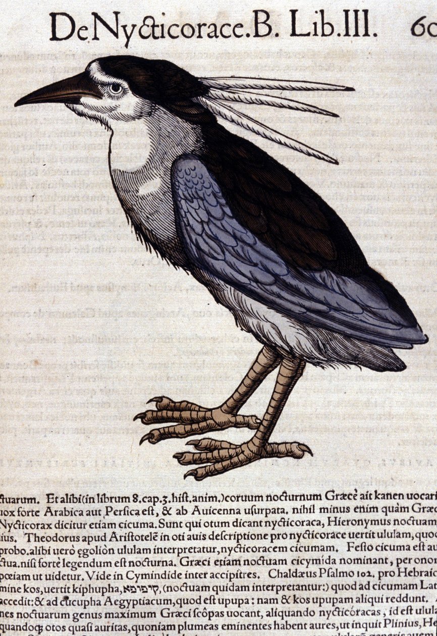 O comedor de abelhas em Historia Animalium por Conrad Gesner (1516 - 1565), Tiguri de Unknown artist