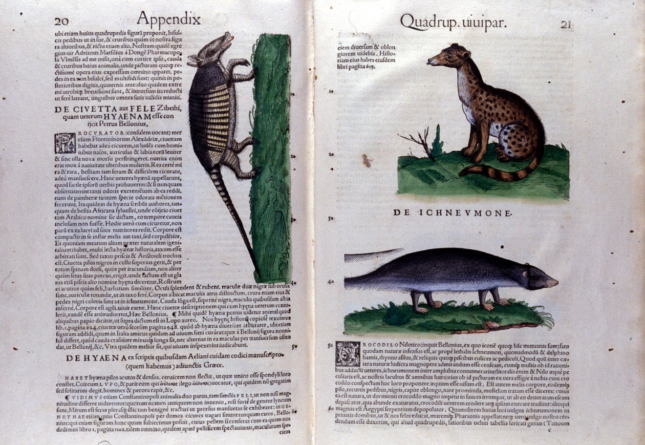 O civet, a hiena e o mangusto, em Historia Animalium de Conrad Gesner (1516 - 1565), Tiguri de Unknown artist