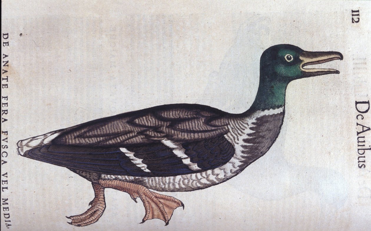 O souchet ducar em Historia Animalium de Conrad Gesner (1516 - 1565), Tiguri de Unknown artist