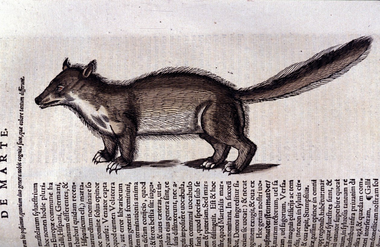A marta (ou marta) em Historia Animalium de Conrad Gesner (1516 - 1565), Tiguri de Unknown artist