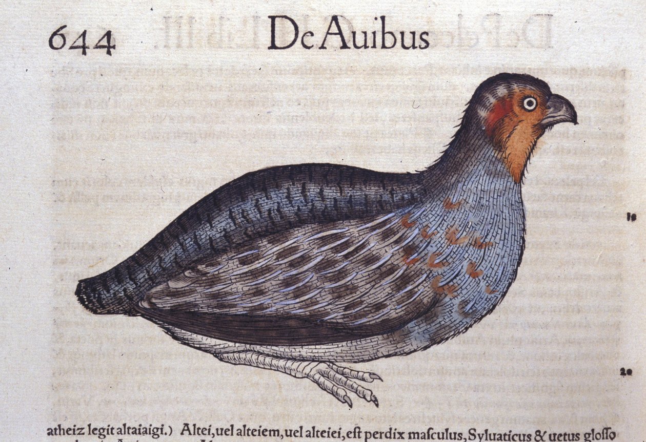 A perdiz em Historia Animalium de Conrad Gesner (1516 - 1565), Tiguri de Unknown artist