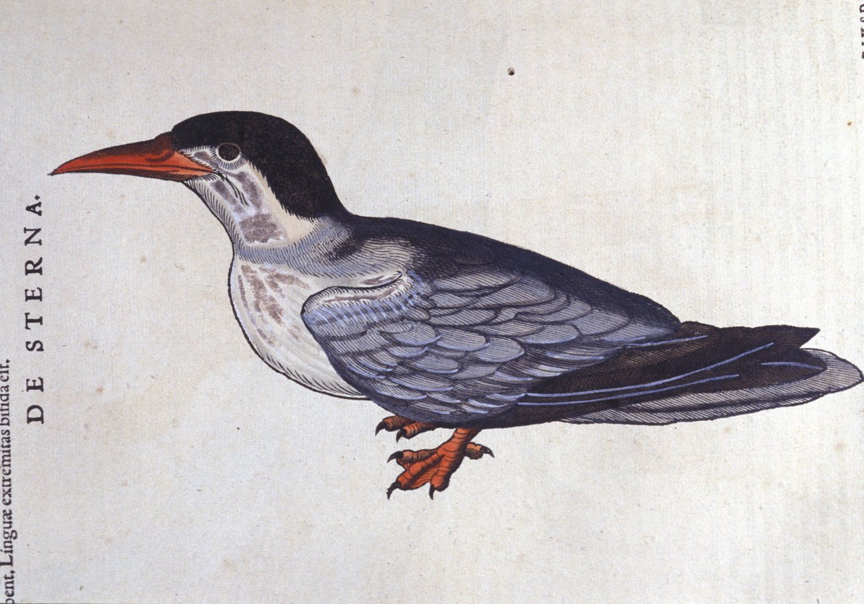 La tern ou engolir des mers em Historia Animalium de Conrad Gesner (1516 - 1565), Tiguri de Unknown artist