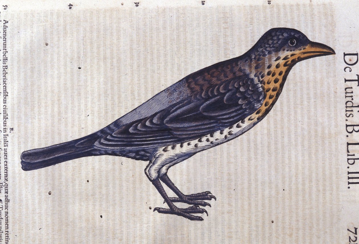 La thrush em Historia Animalium por Conrad Gesner (1516 - 1565), Tiguri de Unknown artist