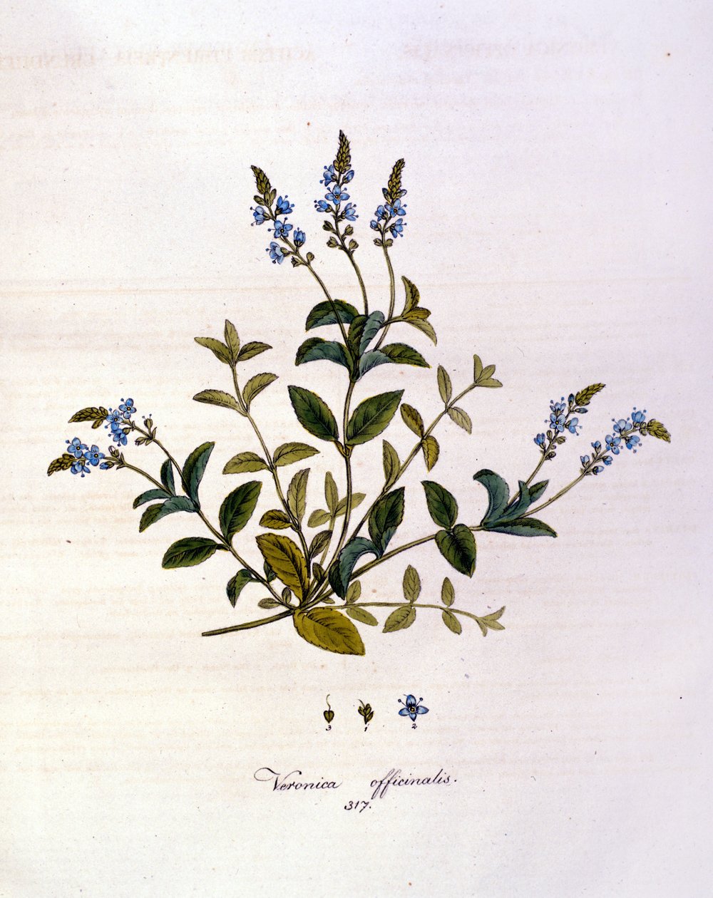 La veronica. Gravura do século XIX. de Unknown artist