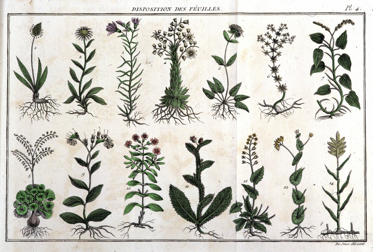 Disposição das folhas: em "Flora Françoise, ou uma breve descrição de todas as plantas que crescem naturalmente em França, dispostas de acordo com um novo método de análise ao qual a citação das suas virtudes menos equívocas na medicina, e a sua utilidade  de Unknown artist