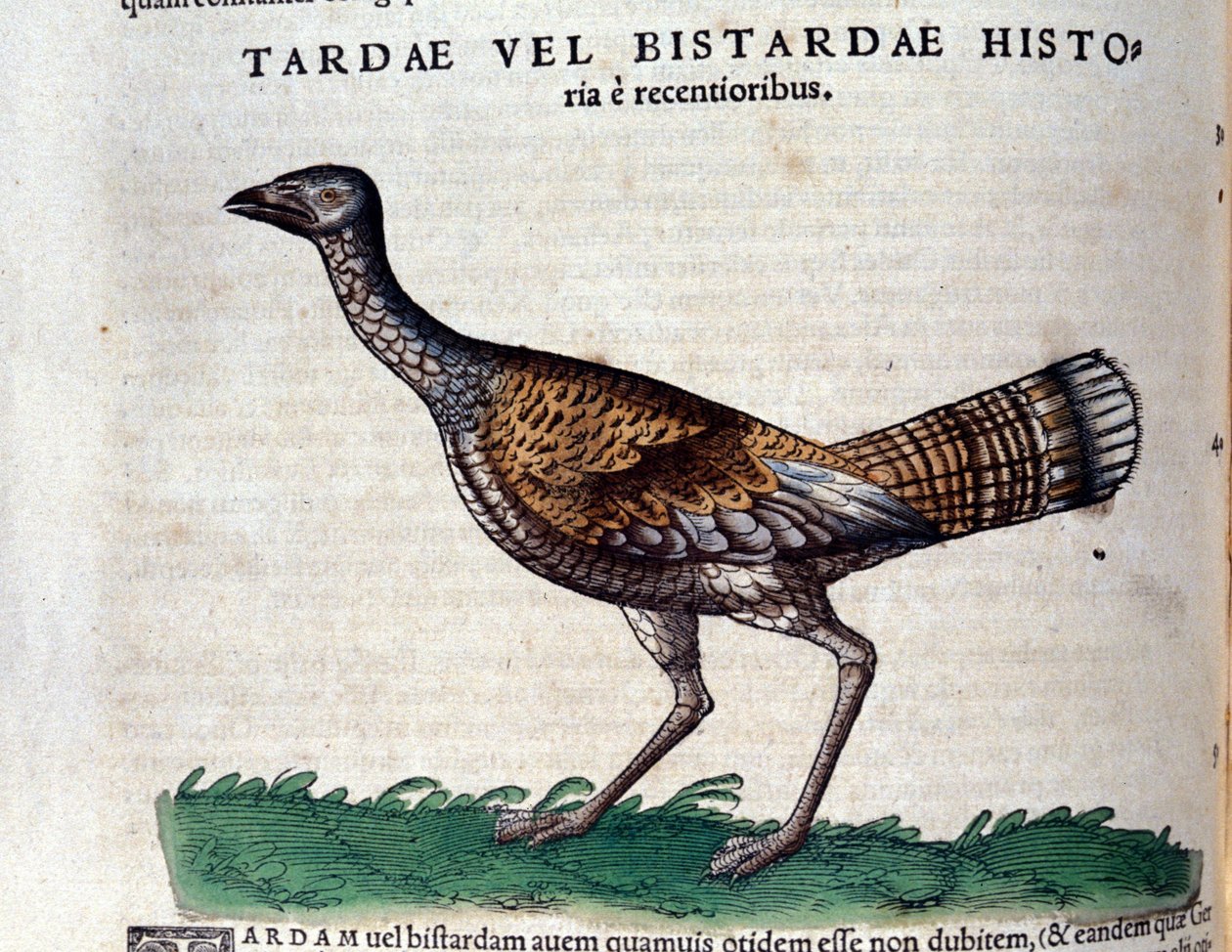 A abetarda em Historia Animalium por Conrad Gesner (1516 - 1565), Tiguri de Unknown artist